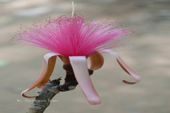 Pseudobombax ellipticum